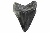 Serrated, Fossil Megalodon Tooth - South Carolina #374102-1